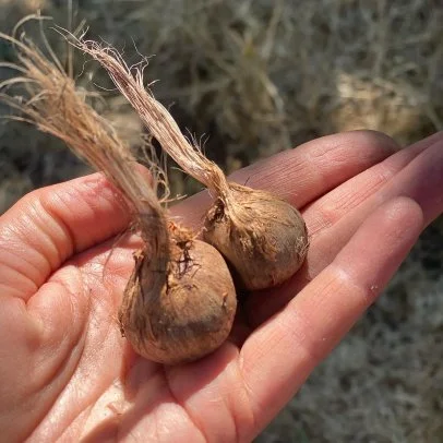 Growing Saffron Flower | Saffron Crocus Guide | HGTV