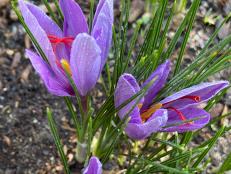 Saffron is the world’s most expensive spice, but it’s also one you can easily grow yourself. Learn what you need to know about growing saffron.