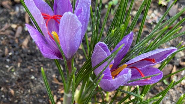 How to Grow Saffron Flower