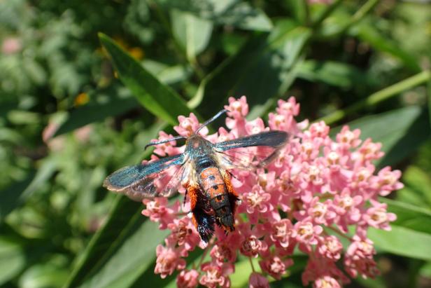 Beautiful and colorful orange and black Squash Vine Borer Moth feeding on nectar of Swamp Milkweed flower