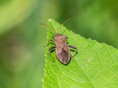 Adult Squash Bug Has Piercing Mouthparts and Feeds on Squash Leaves