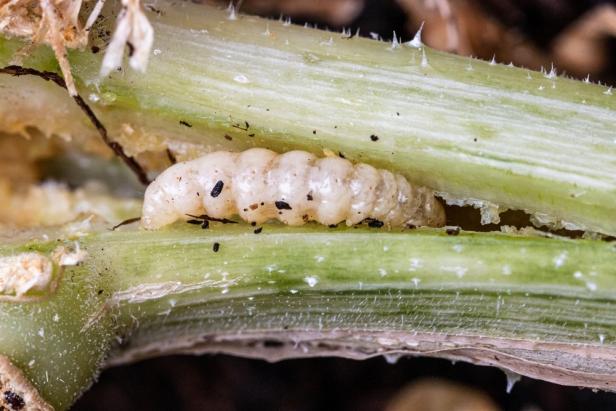Larva of Squash Vine Borer Feeds Inside the Stem of a Squash Vine