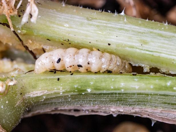 Squash Bugs and Squash Vine Borers in the Garden | HGTV