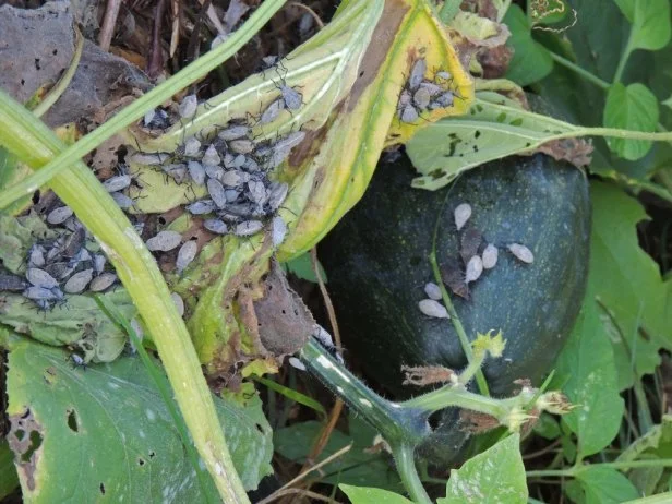 Squash bug nymphs feed on the leaves of a zucchini plant in the garden