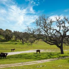 Farm Animals On California Ranch