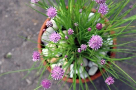 Tips for Planting, Growing and Harvesting Chives | HGTV