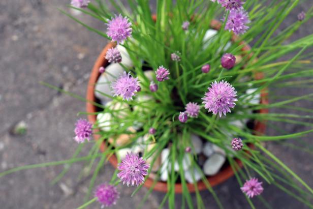 Chives With Purple Flowers Growing in a Clay Pot