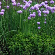 Chives Growing in a Garden With Oregano Companion Planting