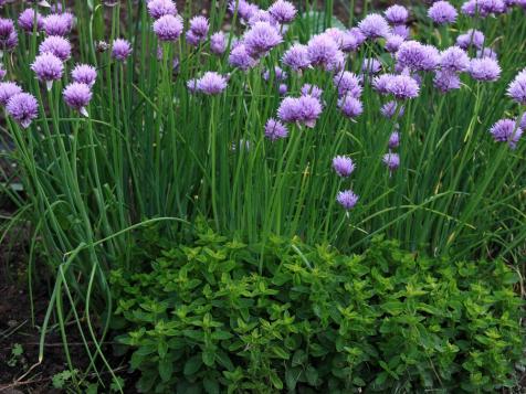 How to Plant, Grow and Care for Chives