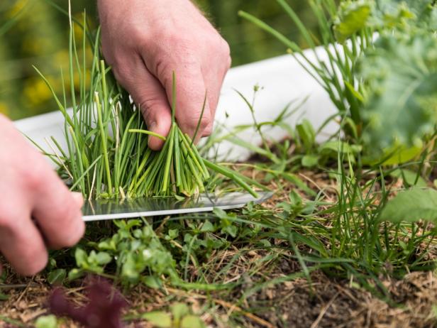 Tips For Planting Growing And Harvesting Chives Hgtv