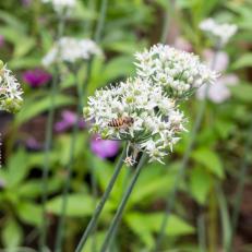 White Flower of Garlic Chives with Honeybee on the Petals