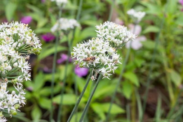 White flowers of garlic chives attracts pollinator insects