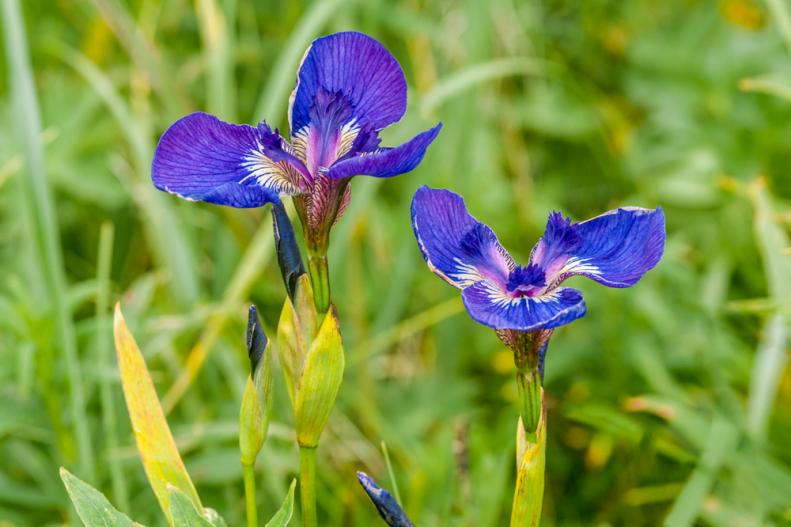 Arctic Iris (Iris setosa) at Chowiet Island, Semidi Islands, Alaska, USA