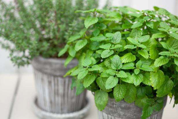 Lemon Balm and Thyme Growing in Containers