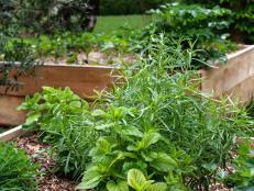 Lemon Balm in a Raised Bed with Other Herbs