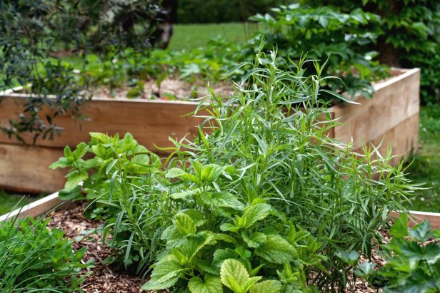 Lemon Balm in a Raised Bed with Other Herbs