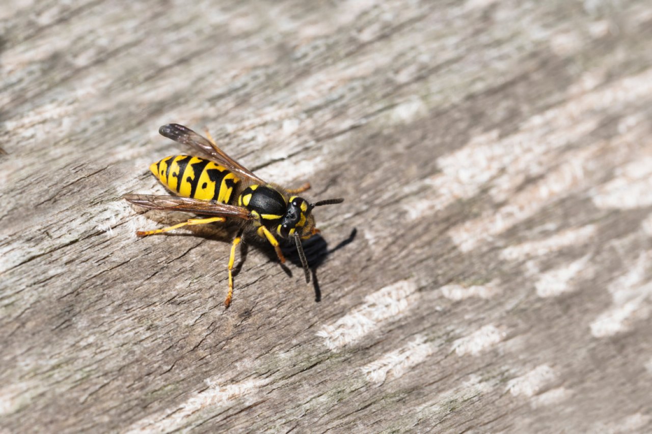 How to Get Rid of Wasps | HGTV