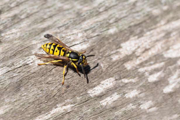 wasp or yellow jacket on weathered wood looking for material for the nest, the wasp plague in summer is dangerous for allergy sufferers, copy space