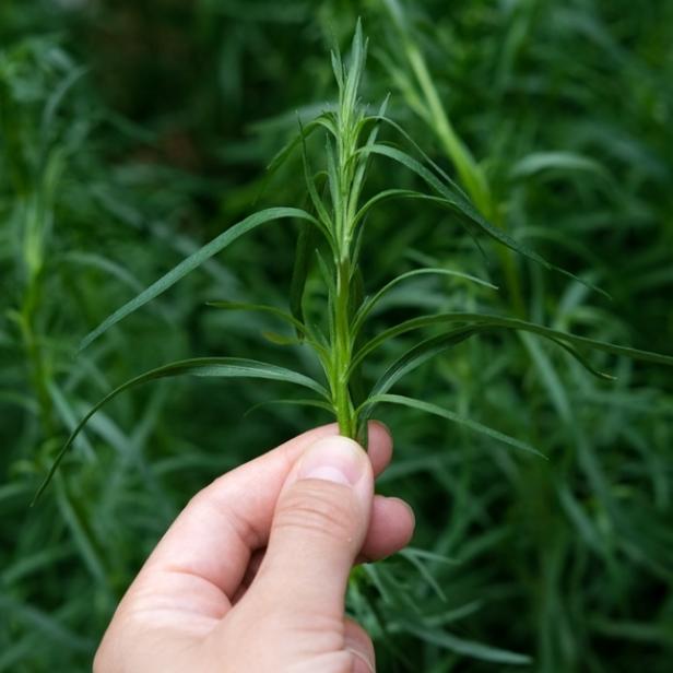 Hand Pinching Tarragon With Narrow Green Leaves in a Garden