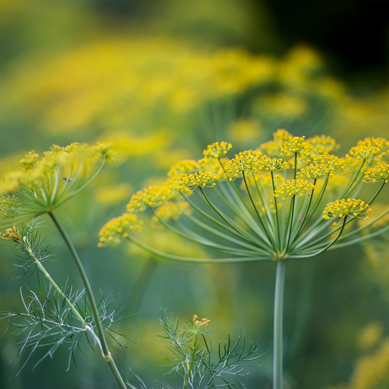 How to Grow Dill | HGTV