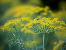 Dill is an easy-to-grow annual for the culinary herb garden, grown for both its delicate fronds and its flavorful seeds. 