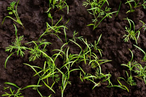Dill Seedlings Sprout in Garden Soil 7 - 14 Days After Planting