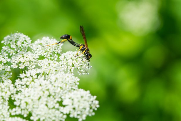 How to Get Rid of Wasps | HGTV