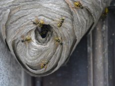 Yellow Jacket Hive 