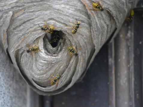 How to Get Rid of Wasps
