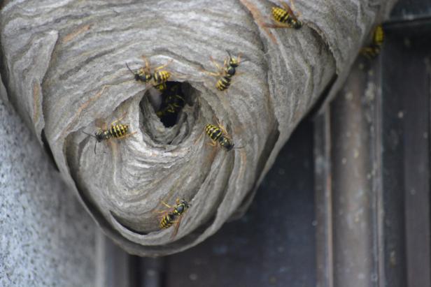 Yellow Jacket Hive 