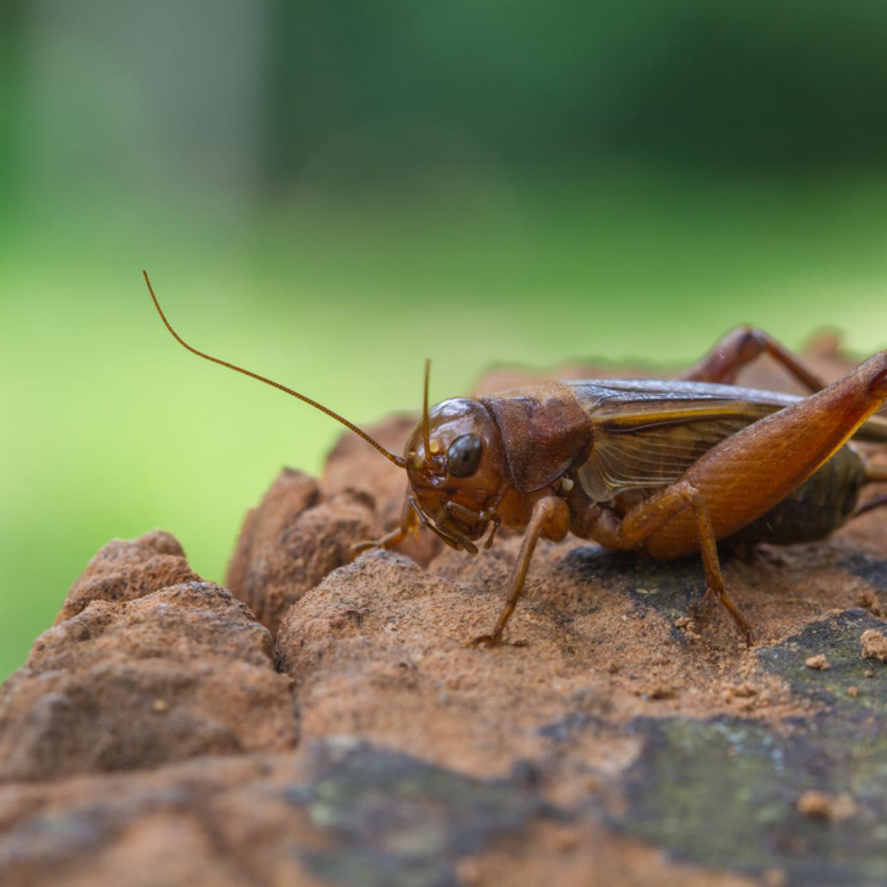 What's the Difference Between a Grasshopper and a Cricket?