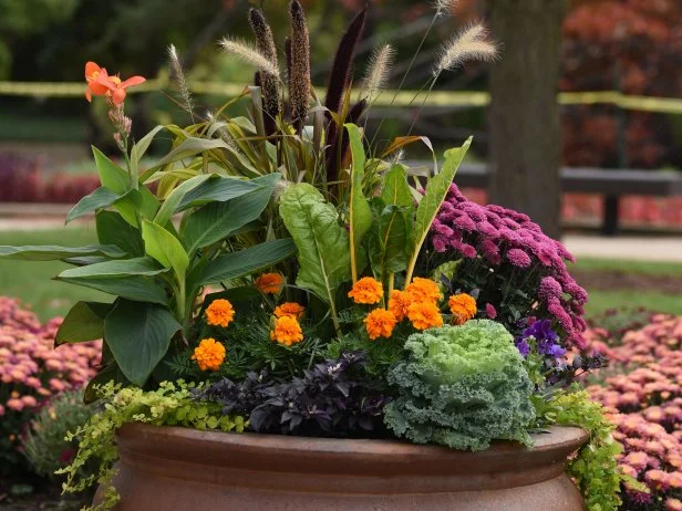 Planting Fall Mums in Pots: Easy Tips for Vibrant Autumn Blooms