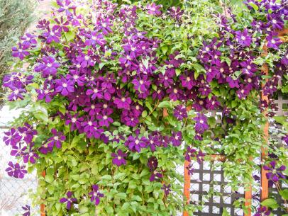 Top 10 Flowering Creepers To Make Your Garden A Happy Space