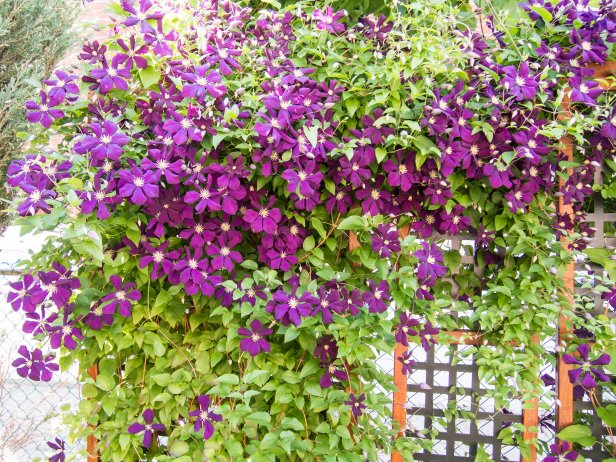Purple Flowering Vines on a Fence