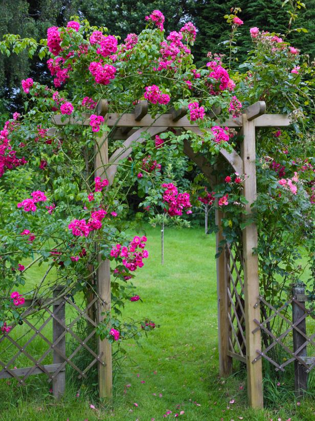 Arbor Covered in Pink Roses