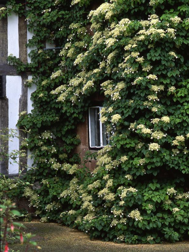 Wall of Climbing White Hydrangea Plants