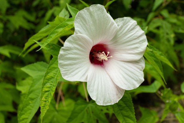 Hibiscus Laevis, Halberd-Leaf Rose Mallow Flower - Five Petal White Flower With Pink Center