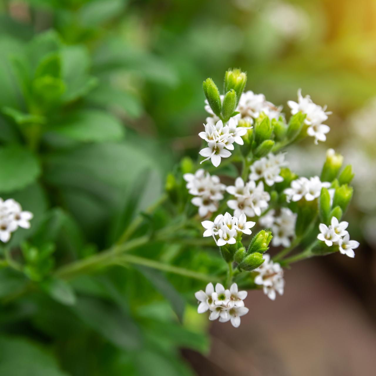 Stevia - White' - Stevia rebaudiana – Roger's Gardens