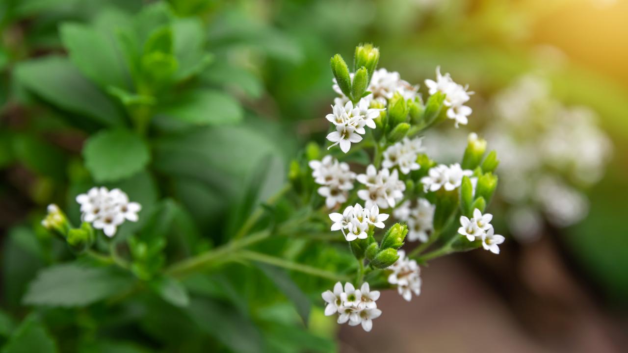 How to Grow Stevia or Sweetleaf Plant