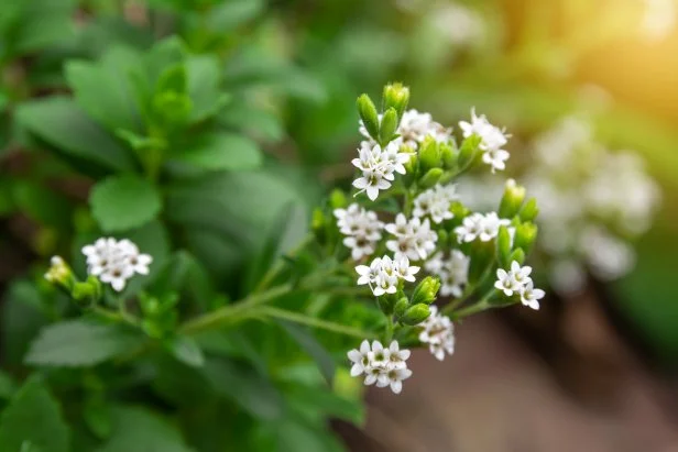 White flower of Stevia plant in the herb garden