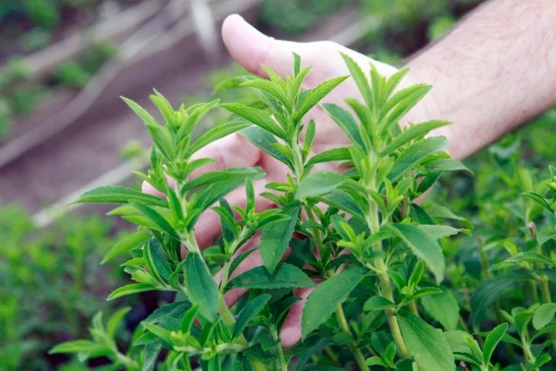 stevia plantation to industrial use