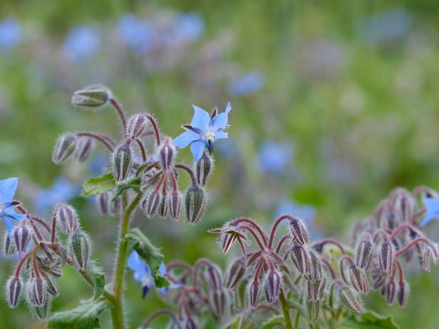 borage plant in a meadow