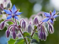 Borage flowers close up (Borago officinalis)