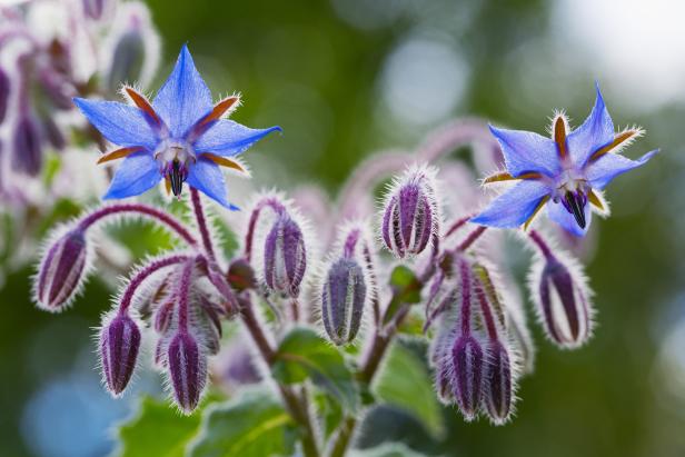 Edible Flowers: 16 Varieties to Beautify Your Garden and Plate