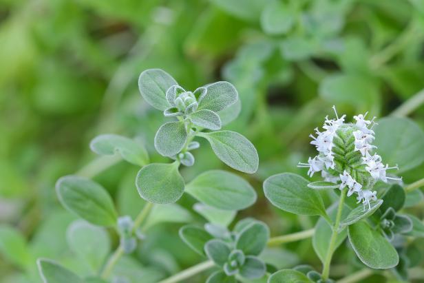 Closeup photo of home grown Marjoram with white flowers blossoming in the garden