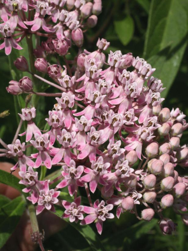 The Most Popular Native Plants in Every State | HGTV