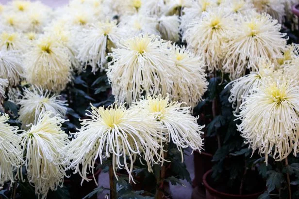 quill chrysanthemum