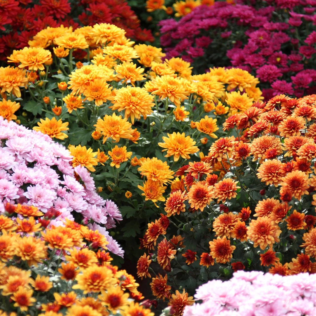 13 Types of Mums Chrysanthemum Varieties HGTV