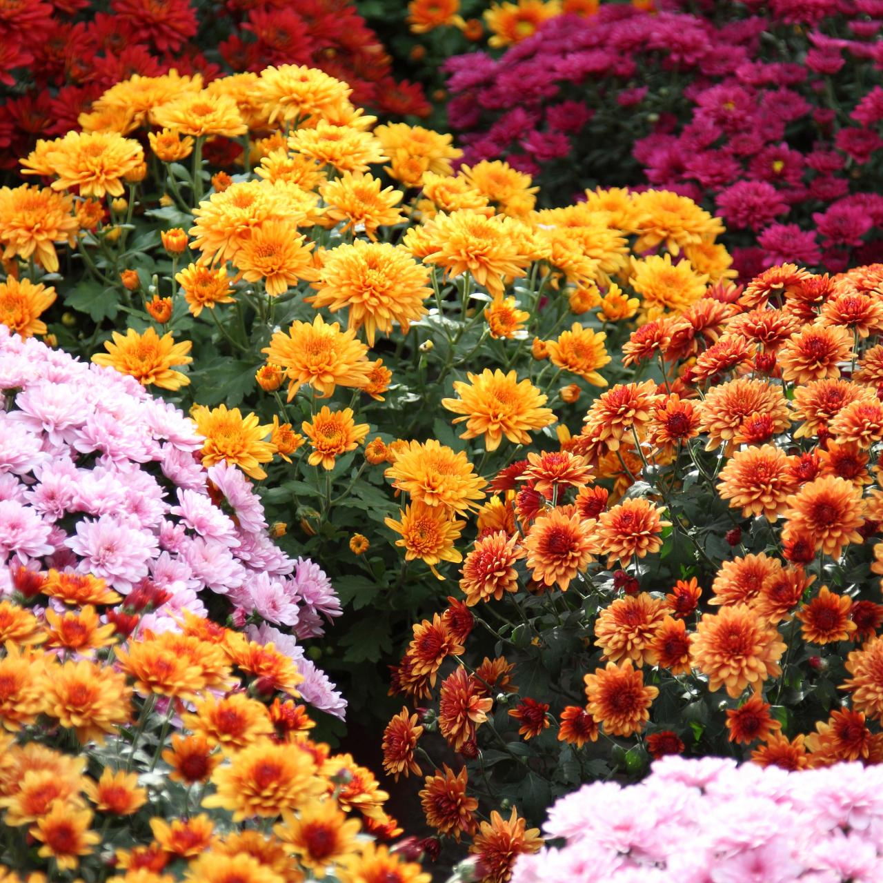 Chrysanthemum Varieties