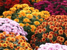 Beautiful flowers of chrysanthemums